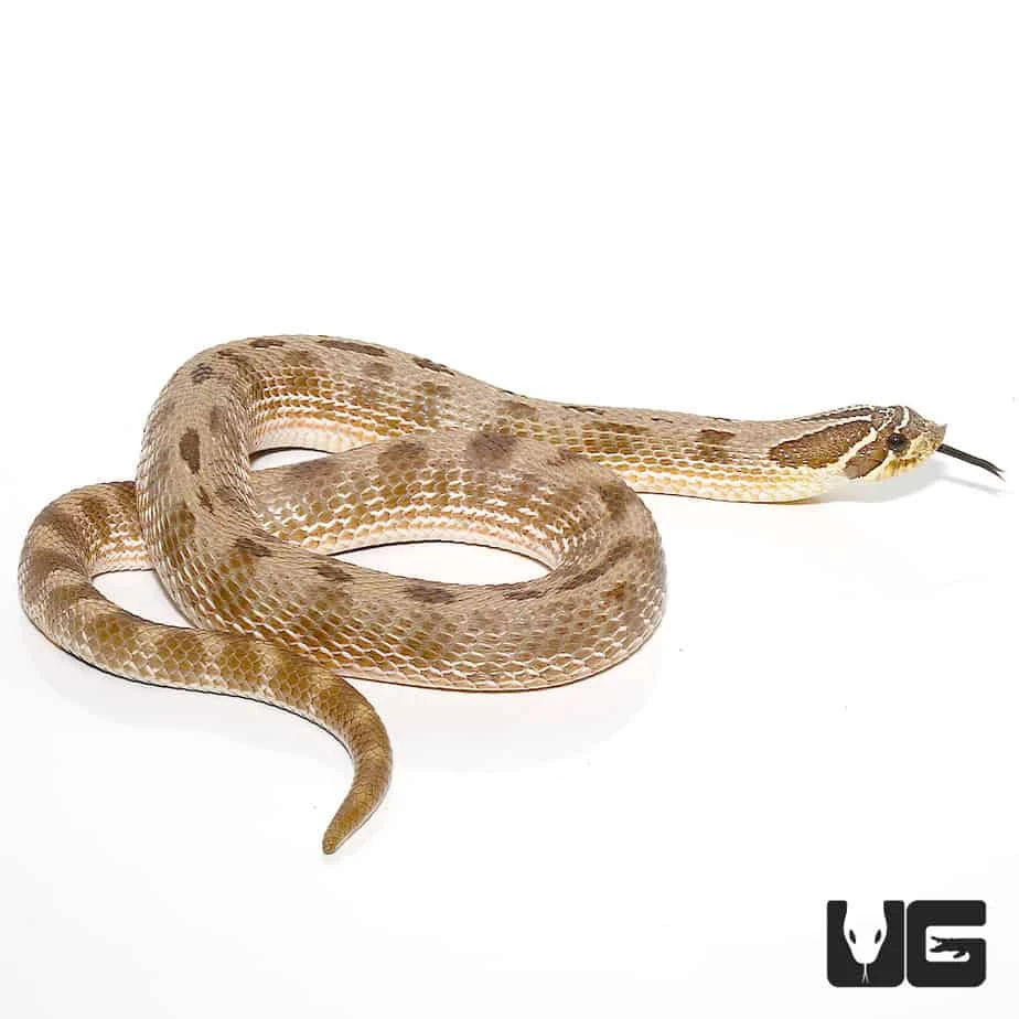 Adult Male Anaconda Western Hognose Snake Het Albino - Image 4