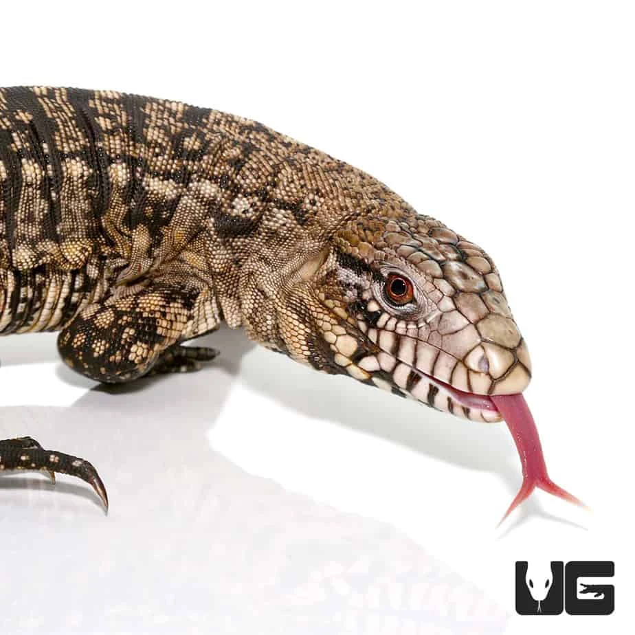 Adult Male Argentine Black And White Tegu