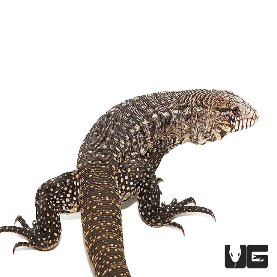 Adult Male Argentine Black And White Tegu - Image 2
