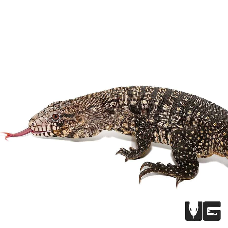 Adult Male Argentine Black And White Tegu - Image 3