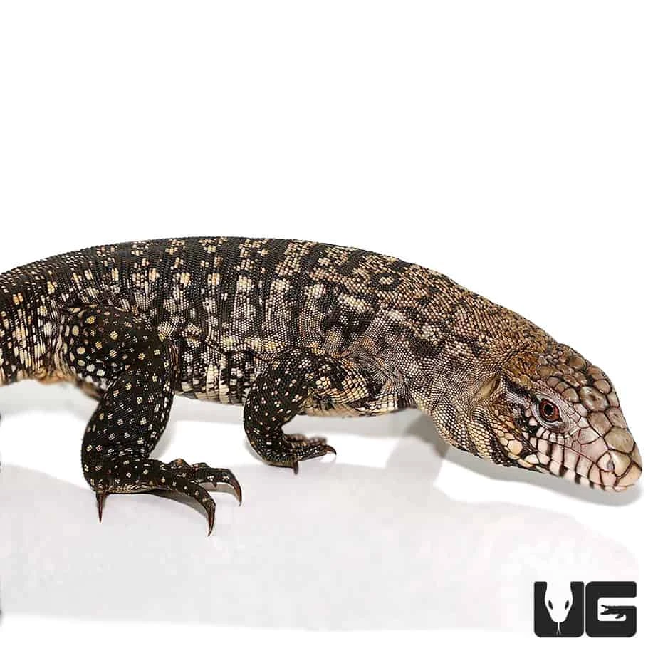 Adult Male Argentine Black And White Tegu - Image 4