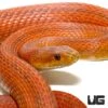 Adult Male Everglades Ratsnake