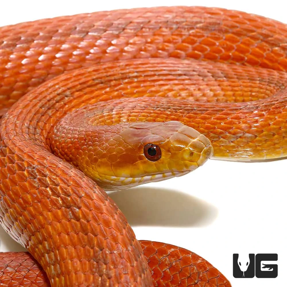 Adult Male Everglades Ratsnake