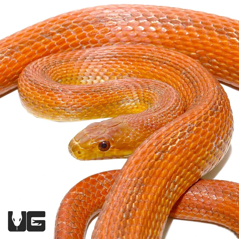 Adult Male Everglades Ratsnake - Image 4