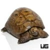 Adult Male Golden Greek Tortoise