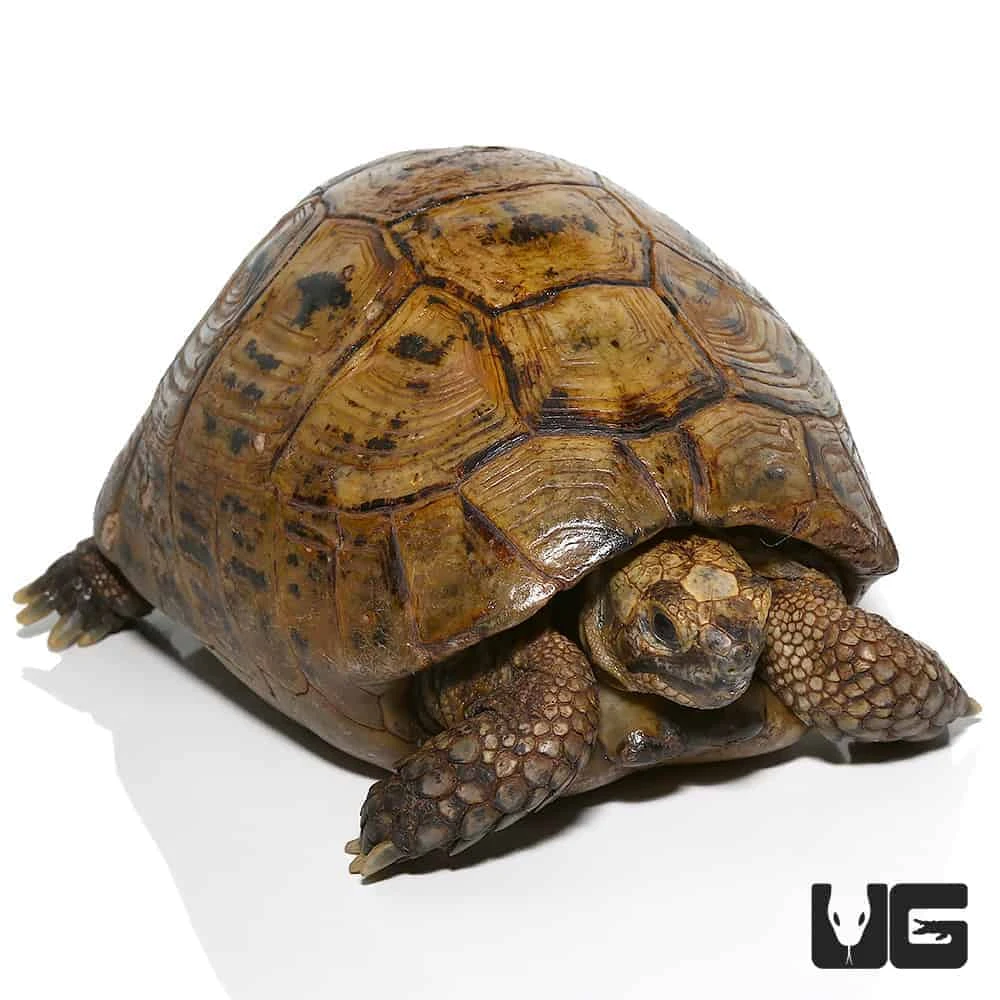 Adult Male Golden Greek Tortoise