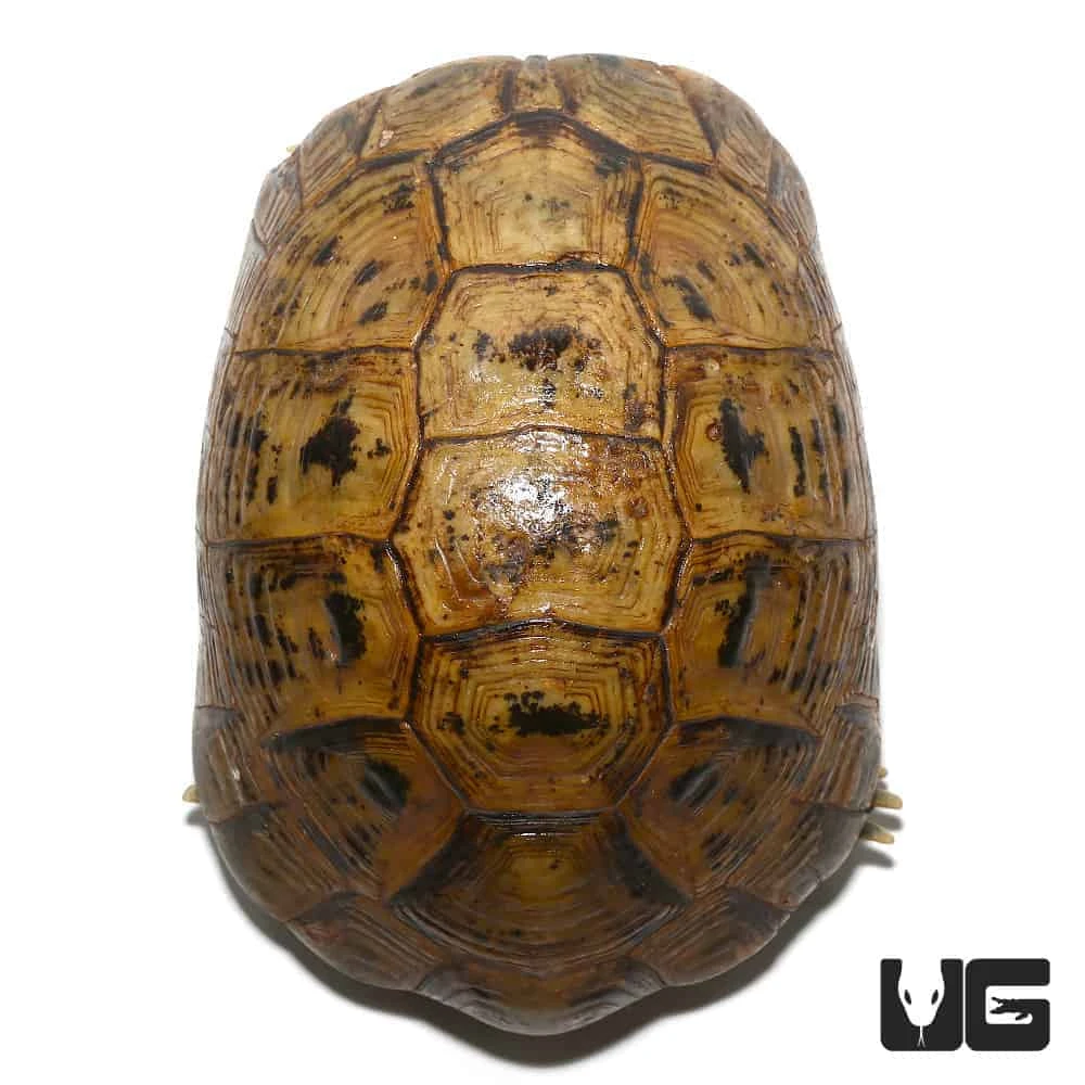 Adult Male Golden Greek Tortoise - Image 2