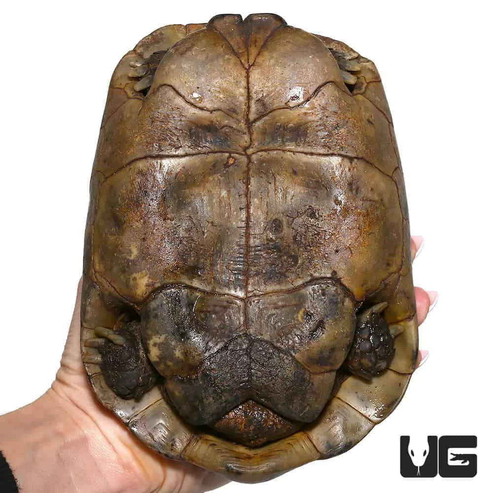 Adult Male Golden Greek Tortoise - Image 3