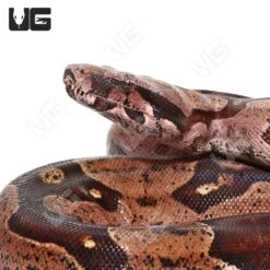 Adult Male High Pink Aberrant Guyana Redtail Boa