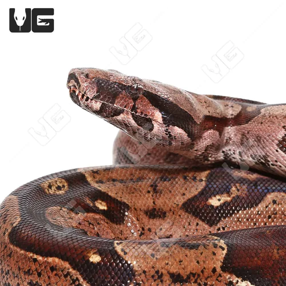Adult Male High Pink Aberrant Guyana Redtail Boa