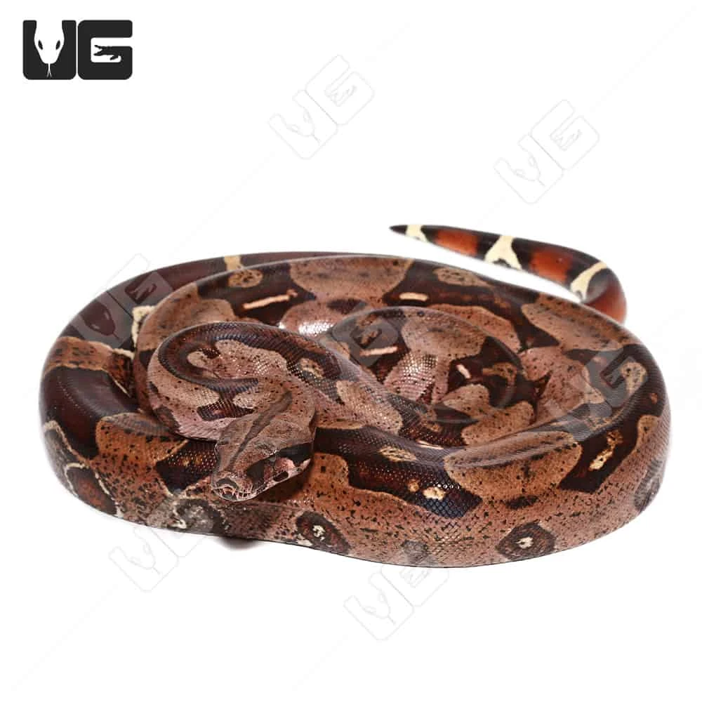 Adult Male High Pink Aberrant Guyana Redtail Boa - Image 4