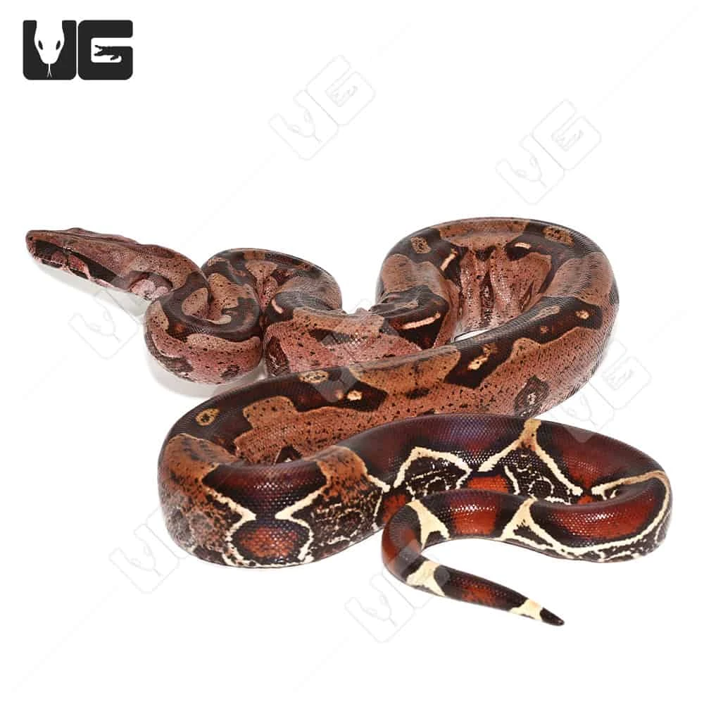 Adult Male High Pink Aberrant Guyana Redtail Boa - Image 2