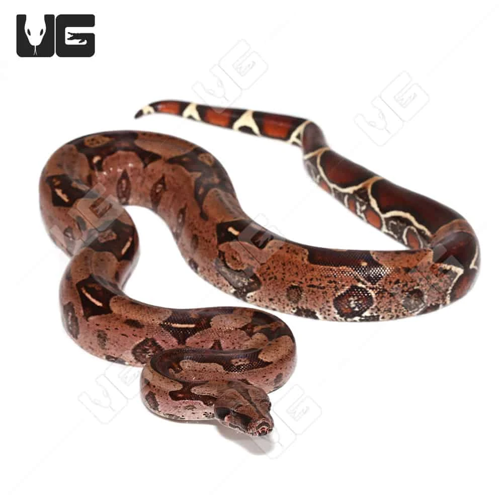 Adult Male High Pink Aberrant Guyana Redtail Boa - Image 3