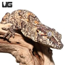 Adult Male Orange Blotched Gargoyle Gecko