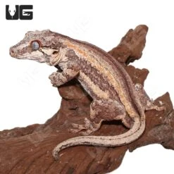 Adult Male Orange Stripe Gargoyle
