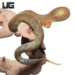 Adult Male Red And Green Patternless Squamigera Bush Viper