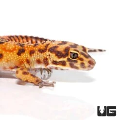 Adult Male Tangerine Albino Striped Tail Leopard Gecko