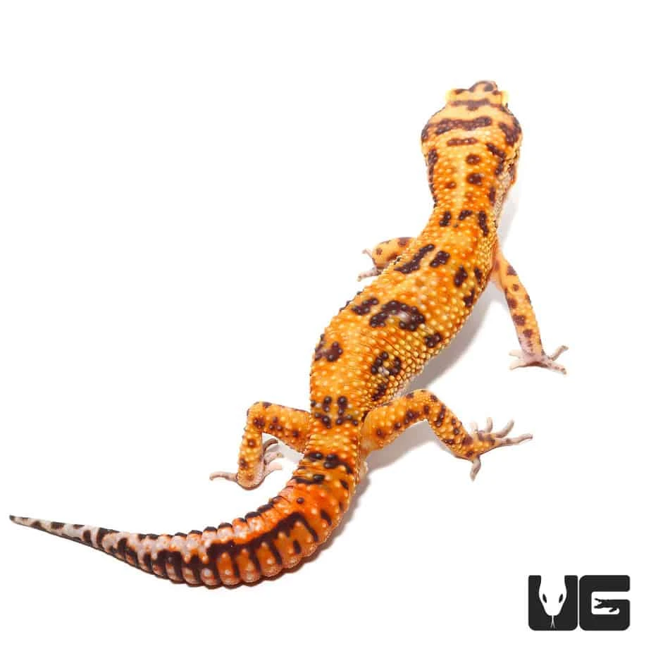 Adult Male Tangerine Albino Striped Tail Leopard Gecko - Image 2