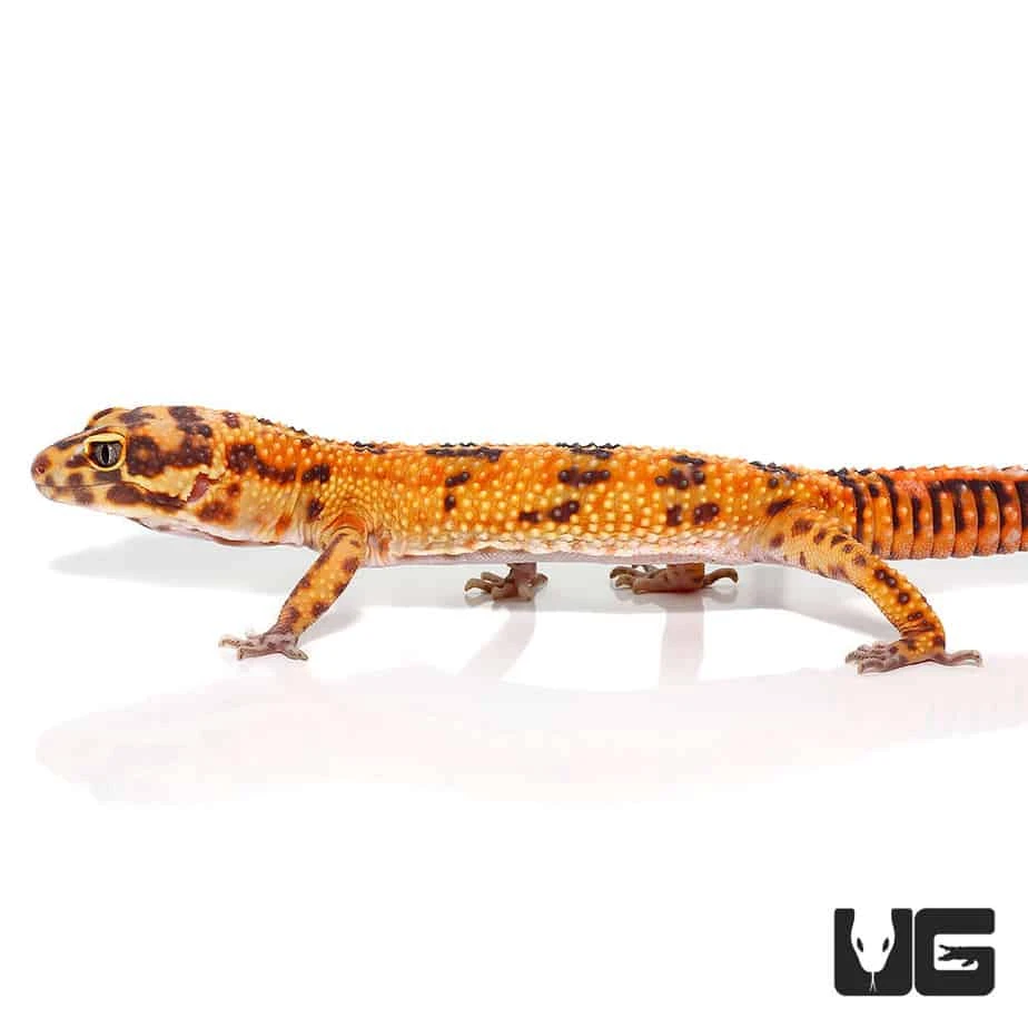 Adult Male Tangerine Albino Striped Tail Leopard Gecko - Image 4