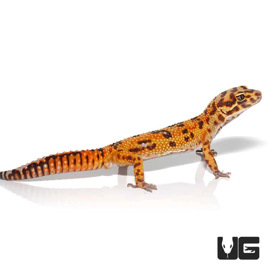 Adult Male Tangerine Albino Striped Tail Leopard Gecko - Image 3
