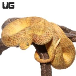 Adult Male Yellow Squamigera Bush Viper
