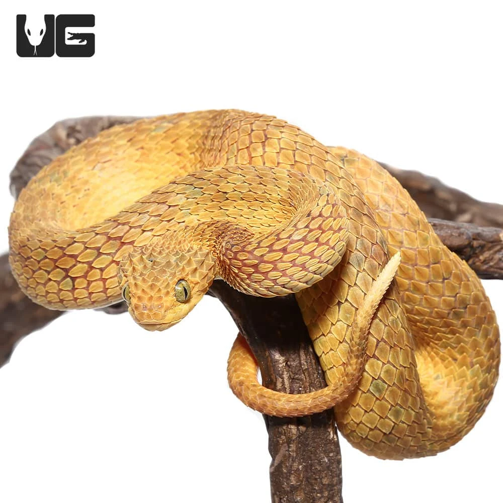 Adult Male Yellow Squamigera Bush Viper
