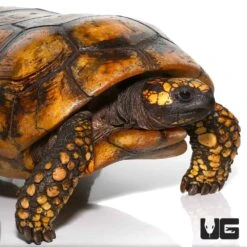 Giant Adult Male Yellowfoot Tortoise #2