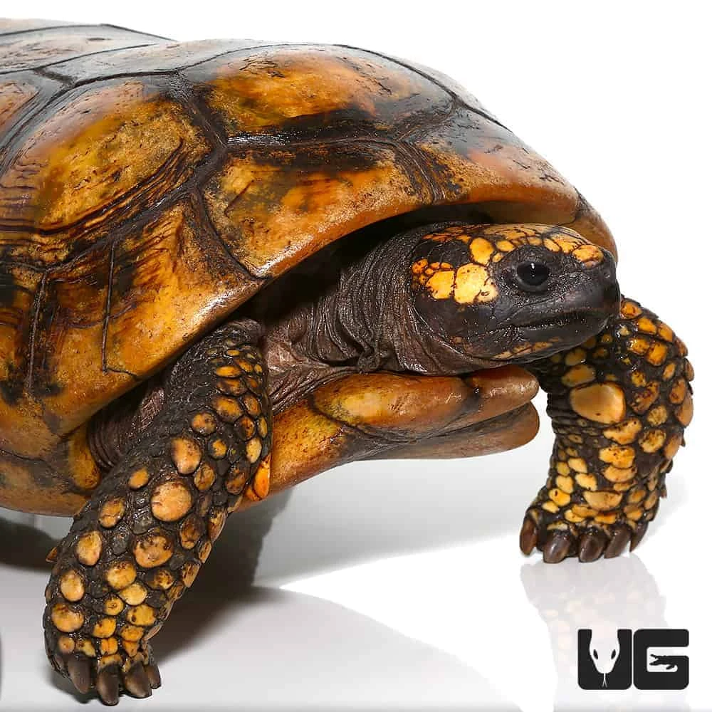 Giant Adult Male Yellowfoot Tortoise #2