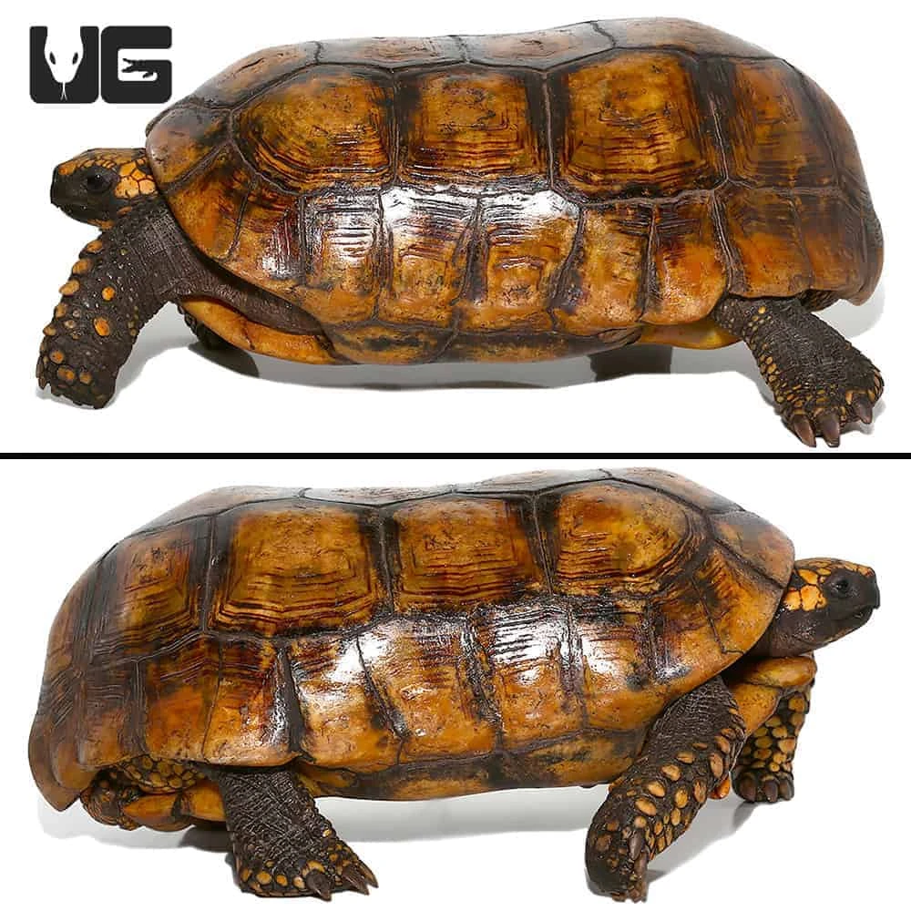 Giant Adult Male Yellowfoot Tortoise #2 - Image 4