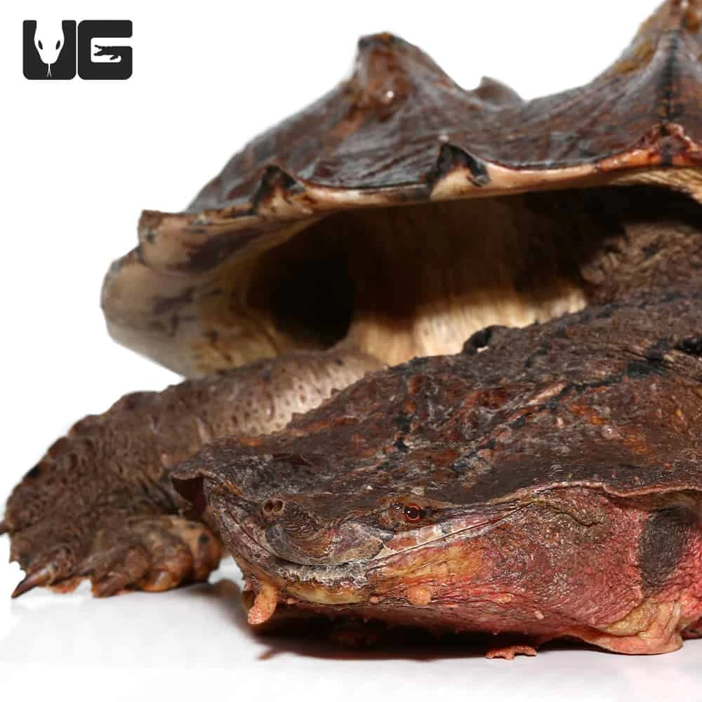 Mata Mata Turtle - Image 3