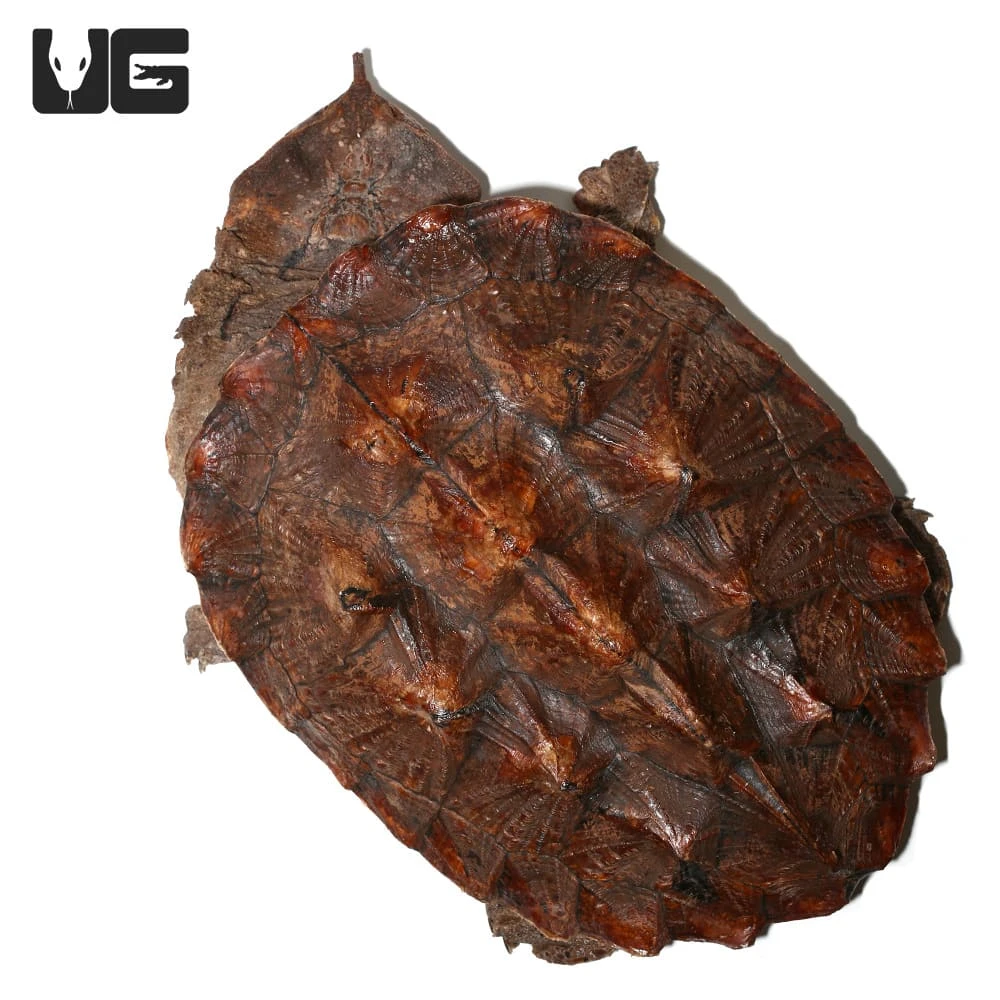 Mata Mata Turtle - Image 4