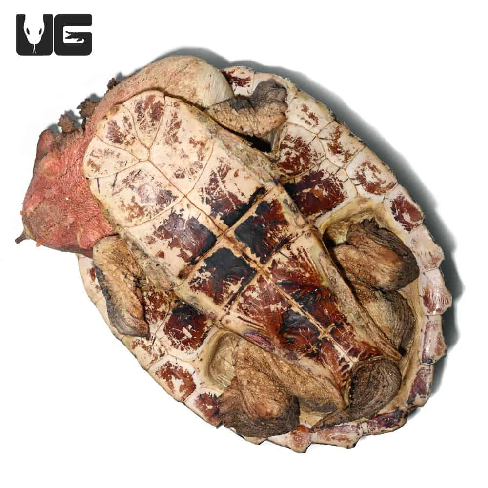 Mata Mata Turtle - Image 5