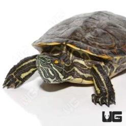 Male Adult Mexican Ornate Slider Turtle