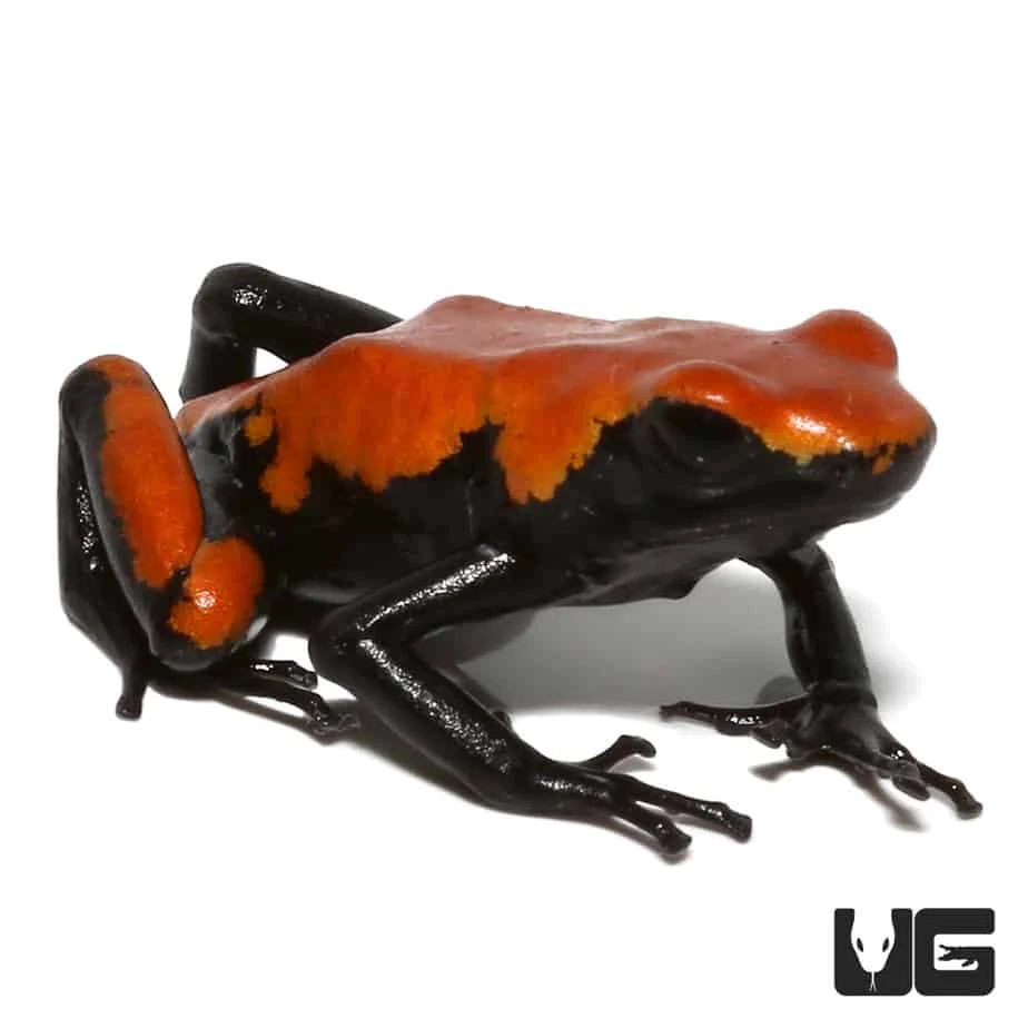 Adult Orange Splashback Dart Frog