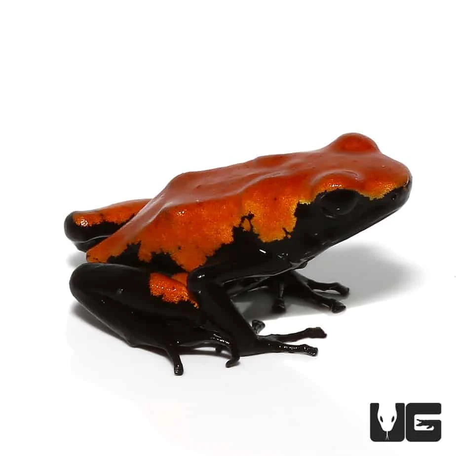 Adult Orange Splashback Dart Frog - Image 3