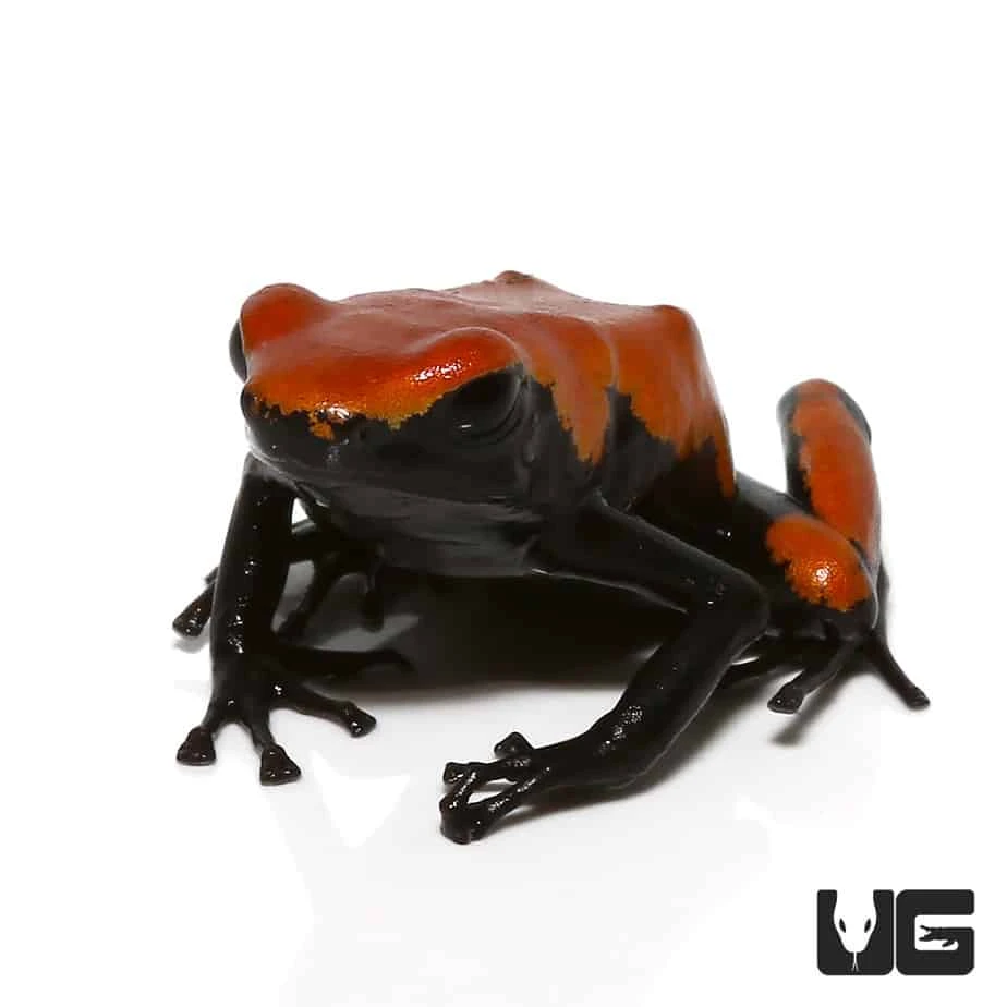 Adult Orange Splashback Dart Frog - Image 4