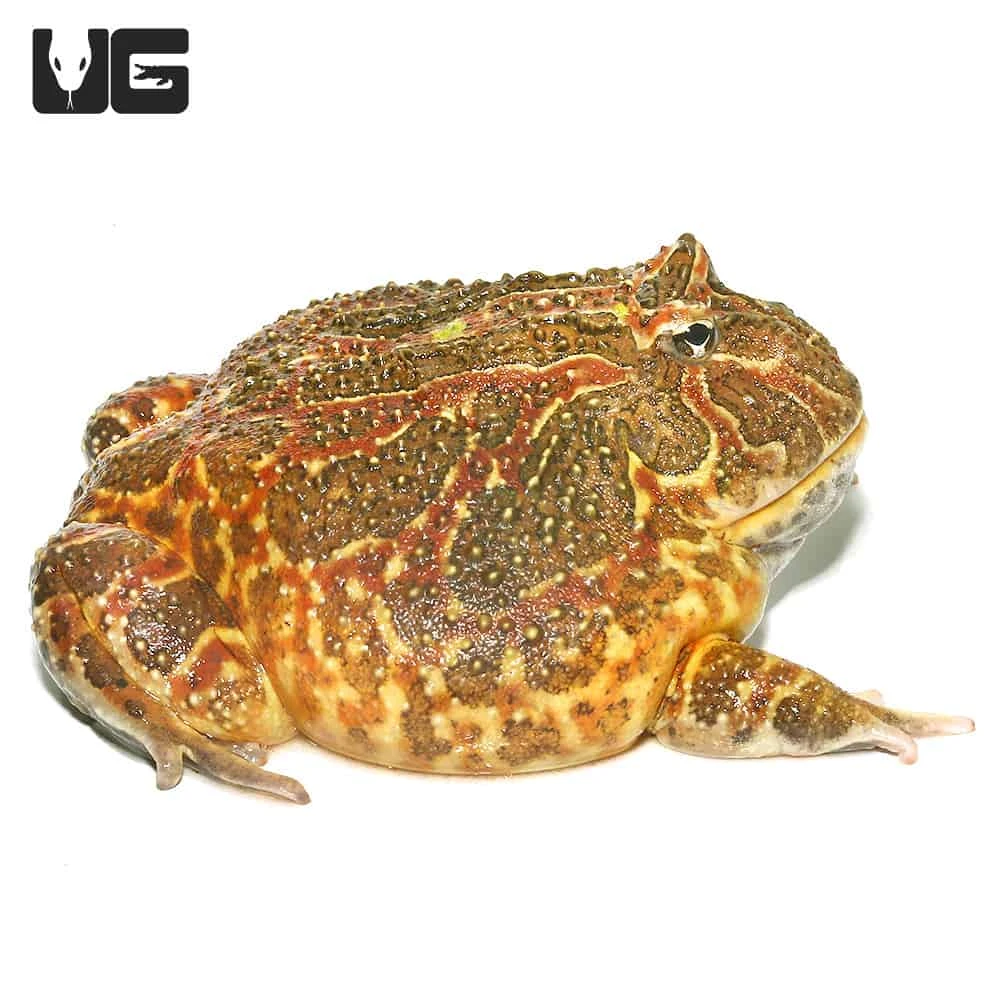 Adult High Red Ornate Pacman Frog #1 - Image 3