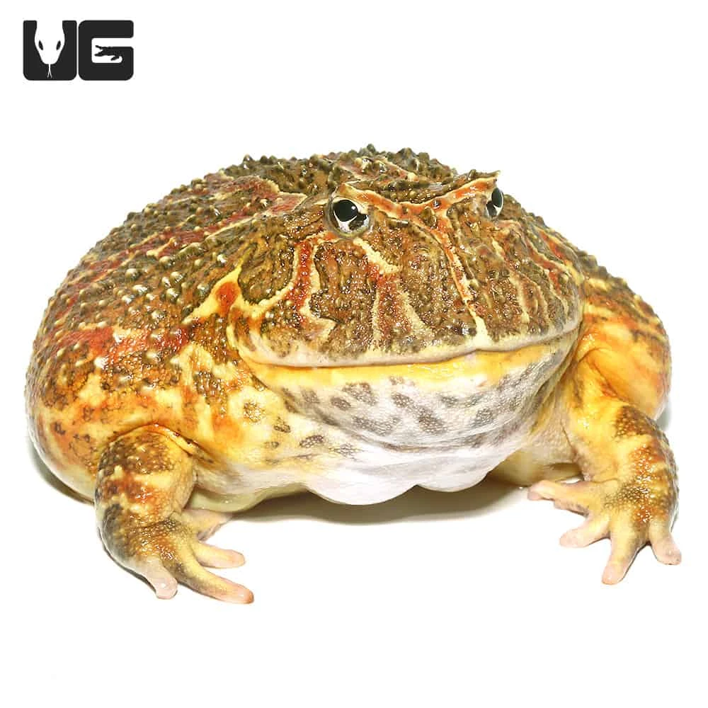 Adult High Red Ornate Pacman Frog #1