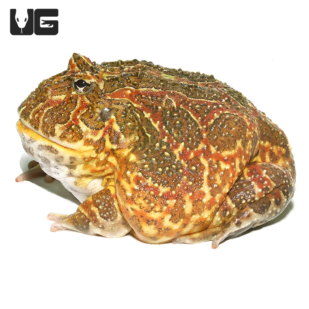 Adult High Red Ornate Pacman Frog #1 - Image 2
