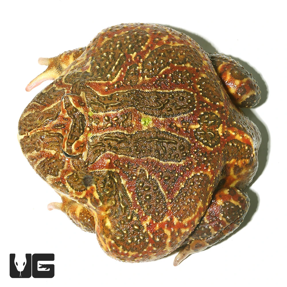 Adult High Red Ornate Pacman Frog #1 - Image 4