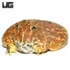 Adult High Red Ornate Pacman Frog #2