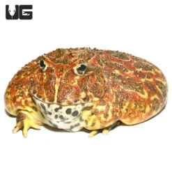 Adult High Red Ornate Pacman Frog #2