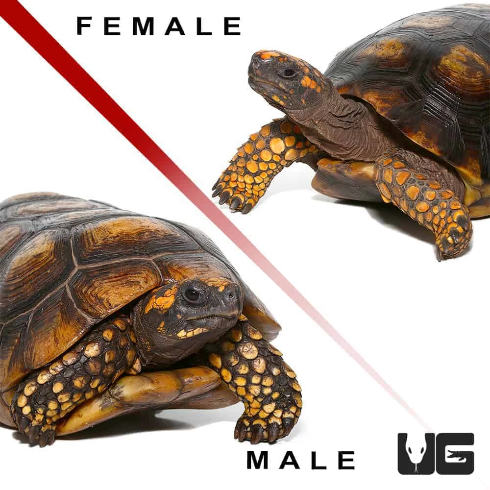 Adult Yellowfoot Tortoise Pair