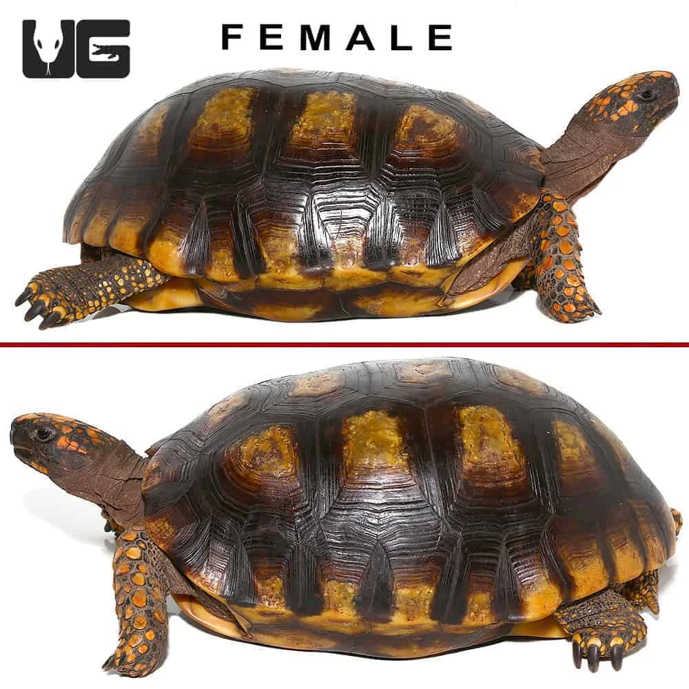 Adult Yellowfoot Tortoise Pair - Image 2