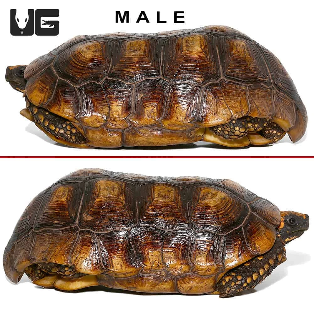 Adult Yellowfoot Tortoise Pair - Image 3