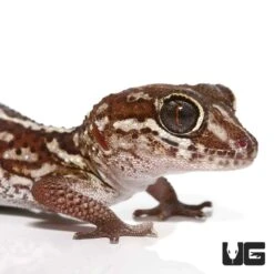 Panther Gecko