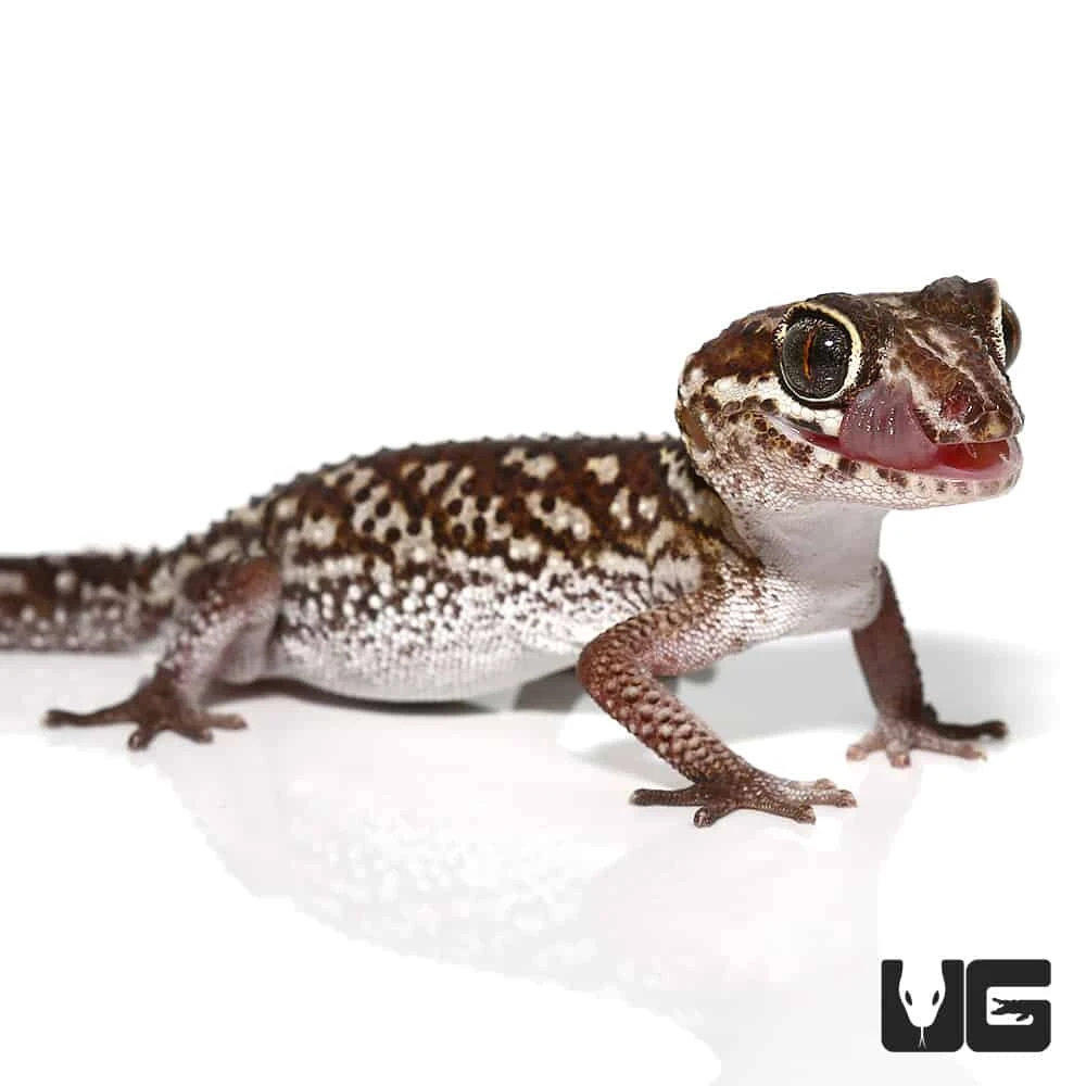 Panther Gecko - Image 3