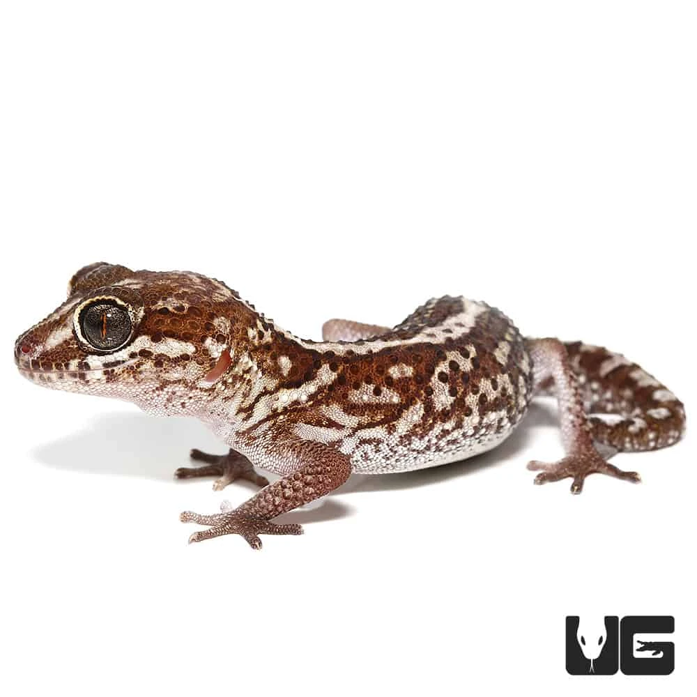 Panther Gecko - Image 4