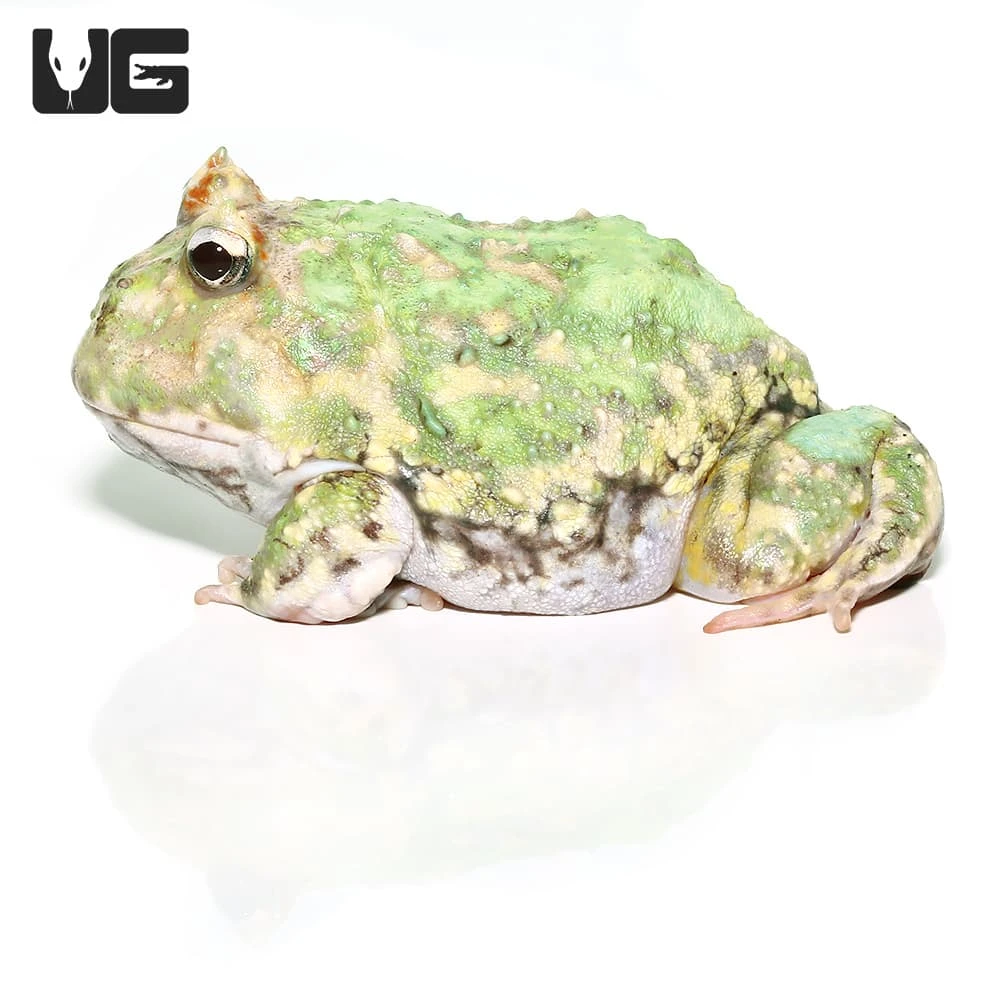 Adult Peppermint Pacman Frog #1 - Image 4