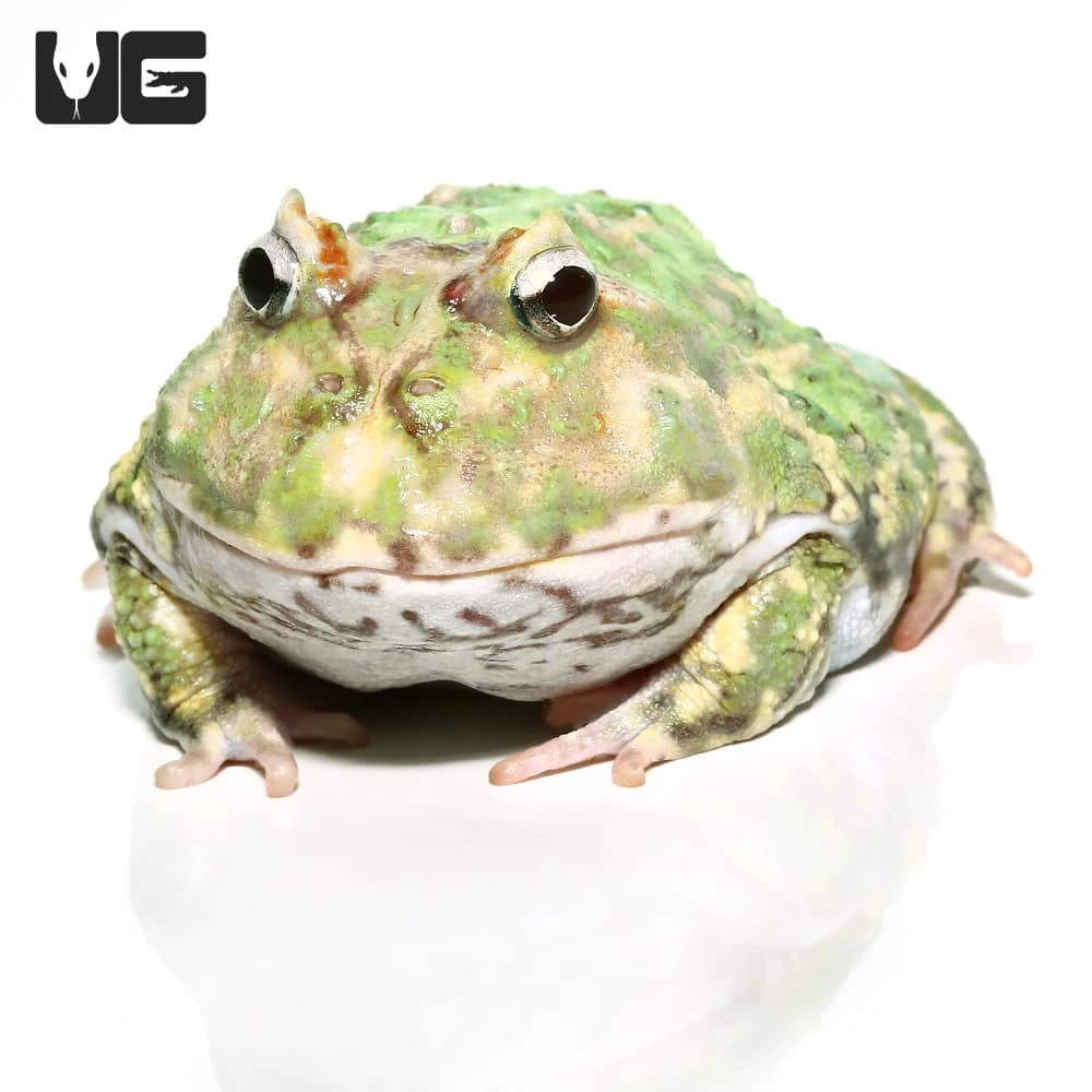 Adult Peppermint Pacman Frog #1